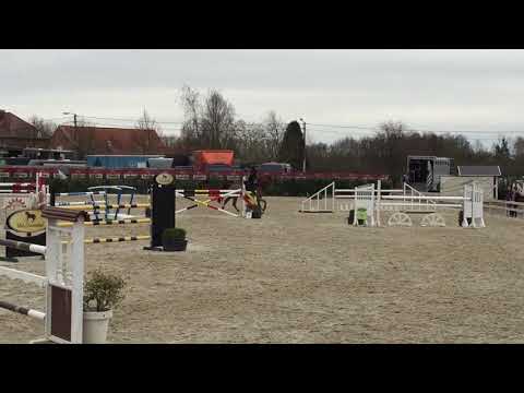 Faydorina (cicero x corland)