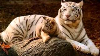 AL JOHNSON...I'VE GOT MY SECOND WIND.....