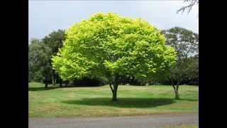 Borrow - Louzada (Silence 4 cover)