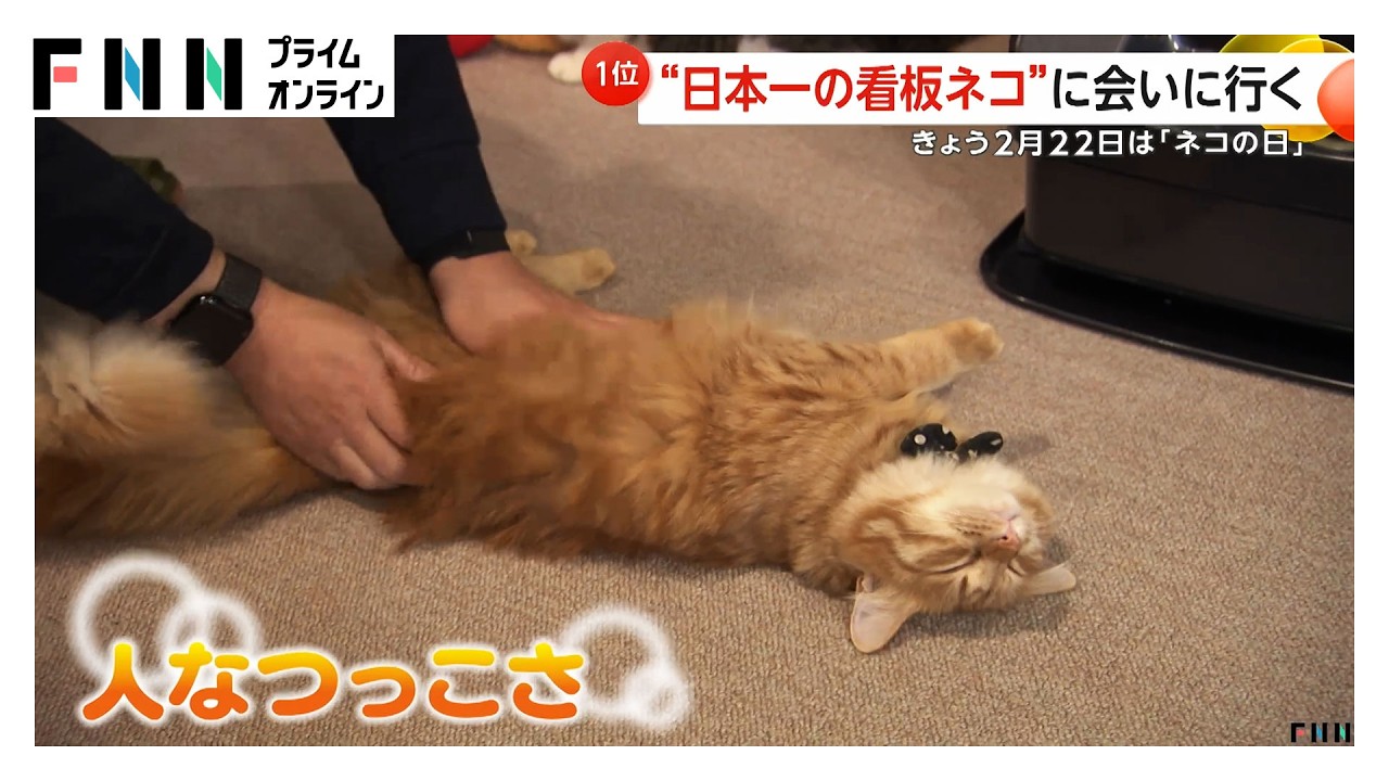 「まるでシンデレラ」 “日本一の看板ネコ”「みみたん」に会いに行ってみた　2月22日「ネコの日」（2026年02月22日）