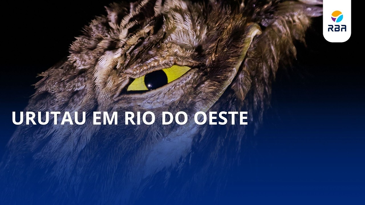 Parece um galho, mas é uma ave! Você conhece o urutau? 👀