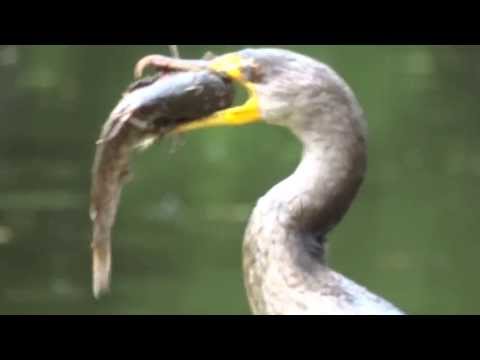 Sony Cyber-shot DSC-HX300 50X Zoom test