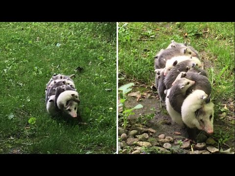 Top 5 Misunderstood Animal Behaviors