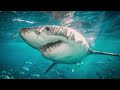 Ivor Cutler - Sharks