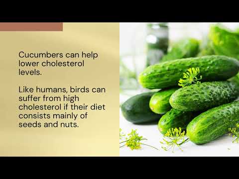 Can Cockatiels Eat Cucumbers?