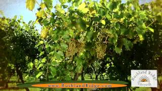 preview picture of video 'Rushland Ridge Winery Bucks County Wine Trail Tasting Rushland PA'