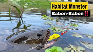 Download lagu SARANG IKAN GABUS MONSTER DI LUAR NALAR‼️UMPAN SOFTFROG LEWAT LANGSUNG DISAMBAR mp3