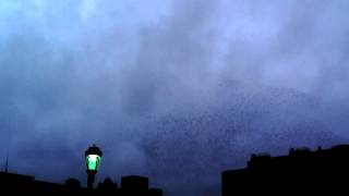 CARBON LEAF - Dirty Bird (Learn To Fly) :::  Song Preview