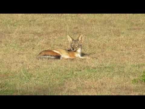 Black Backed Jackals, Kenya