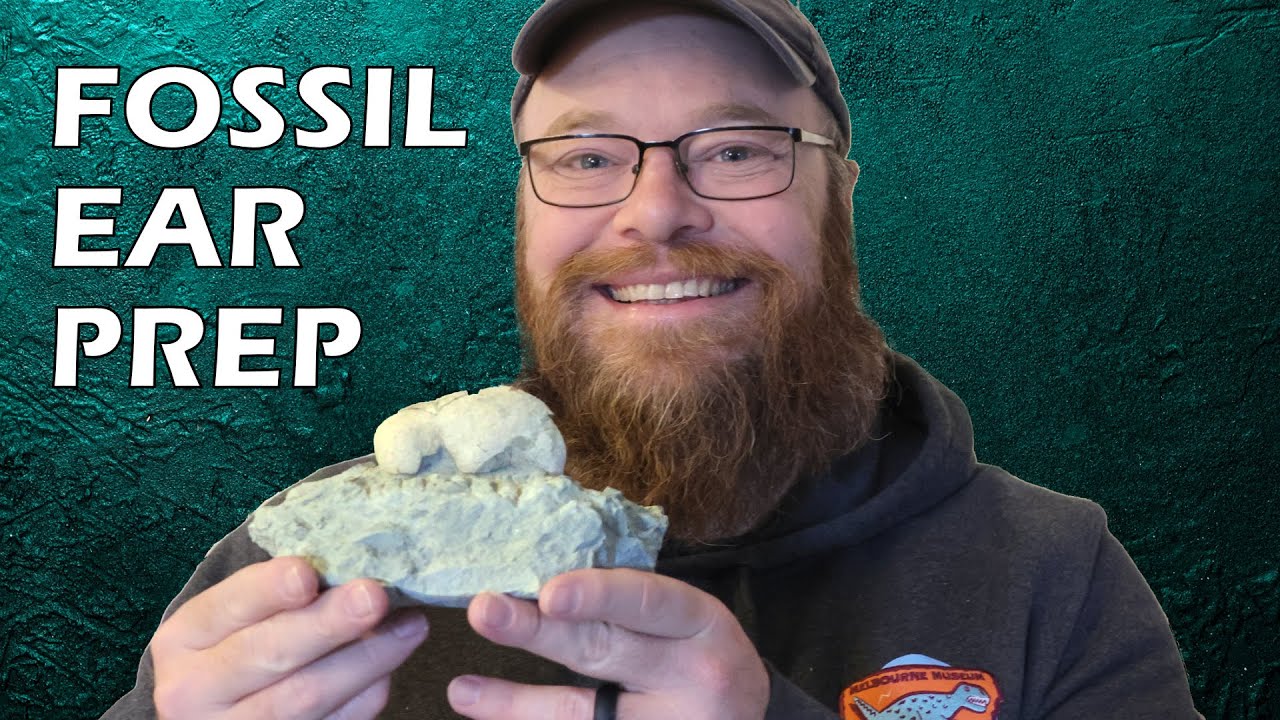Finding and prepping a fossil whale ear bone to send to the museum