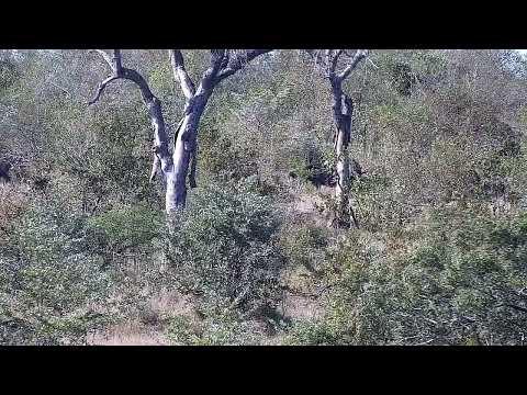 Djuma: African Buffalos across the dam resting in the bush - 14:40 - 07/07/2022