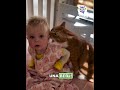 Perros, Gatos y más animales domésticos 2 Video thumbnail
