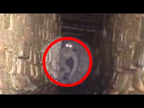 Vermi a gravidanza Il gattino ebbe vermi bianchi