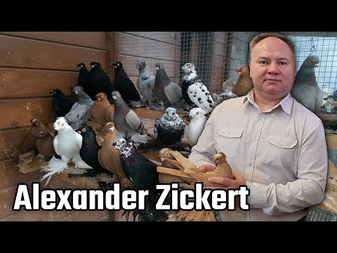 Коллекция Alexander Zickert Германия. Двухчубые голуби. Tauben. Pigeons. Palomas. Pombos. 비둘기.