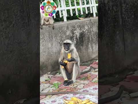 Serving animals, birds and creatures is important 