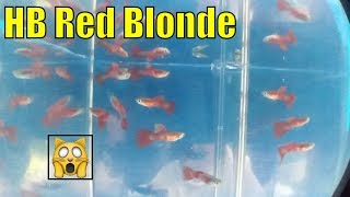 hb red blonde guppy (guppy strains)