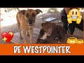 Curaçao #2 - IK WIL EEN WESTPOINTER! | DierenpraatTV