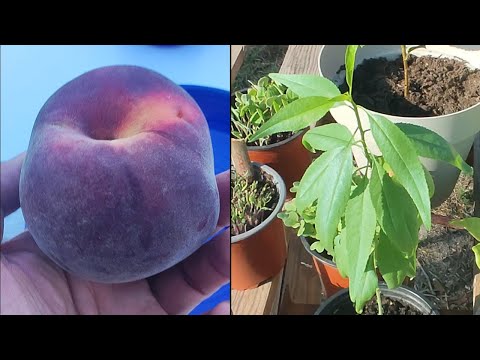 How to GERMINATE PEACH seeds