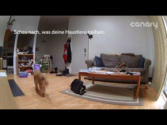 Video Teaser für Canary: Spot deutsch