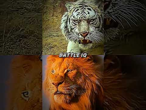 TIGER VS LION #shorts