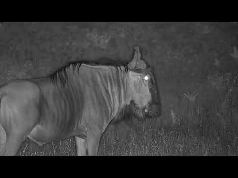 Djuma: Wildebeest bull - 02:47 - 12/26/19