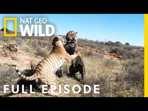 Wildlife Documentary: War of the Carnivores