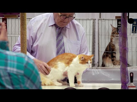 CFA International Show 2019 - Longhair Adult Class Judging - Wegie