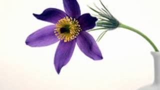 Belleruche - Shudder And Cry