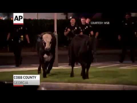 An overturned livestock truck spilled a herd of cows onto a highway cloverleaf north of Atlanta, causing traffic chaos and wrecks that killed several cows and injured a driver. (Oct. 1)
An overturned livestock truck spilled a herd of cows onto a highway cloverleaf north of Atlanta on Monday, causing traffic chaos including wrecks that killed several cows and injured a driver. (Oct. 1)