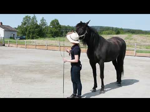 How To Begin Liberty Training Gently Through Subtle Communication