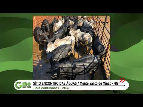 BOIADA CONFINADA PRECOCE BATE 20 ARROBAS EM MG; VEJA