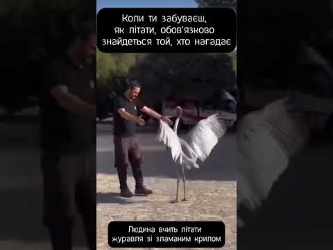 ЖУРАВЛИК-ЦЕ НАША УКРАЇНА 🇺🇦🥹 #відеодня