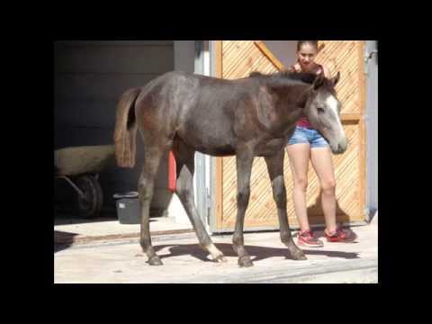 NUMERO UNO X For Pleasure X Amaretto D X Landgraf, Stutfohlen *08.03.15