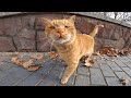 Very Cute Orange Cats And Adorable Meows For Food
