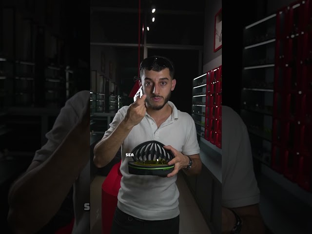 Vídeo relacionado con MUSELK Gafas de sol deportivas para hombre y mujer, gafas de sol polarizadas para actividades al aire libre, MTB, carreras, ciclismo, ciclismo, esquí, gafas de sol con UV400, color
