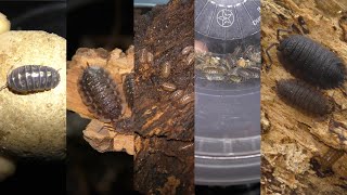 Different Isopods I found in NY