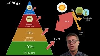 Energy Flow in Ecosystems