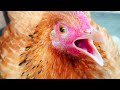 Chicken Sound Hen Video - Amazing Pets & Animal