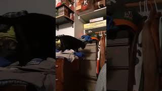 Does Your Cat Sleep Like A Human? #cat #catvideos #animalshorts #catfilter #catblogger #pokemon