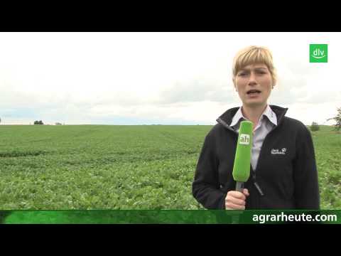 Vegetationsreport: Cercospora und Hirsen in Rüben