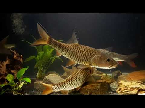 Sebarau / Hampala Wrestling