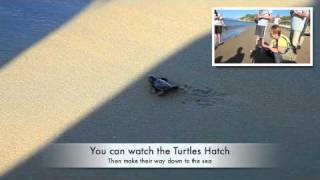 preview picture of video 'Turtles Hatching'