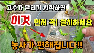 고추가 달리기 시작하면 이것 꼭 설치하세요 고추벌레걱정 없고 농사가 정말 편해집니다 고추담배나방