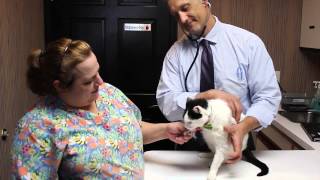 preview picture of video 'Welcome to All Creatures Animal Hospital | East Amherst, NY'