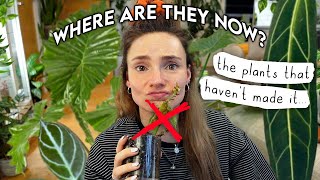 I don't have these plants anymore... 😢