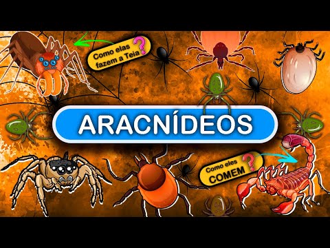 ARACHNIDS - CLASS OF SPIDERS AND OTHER ANIMALS