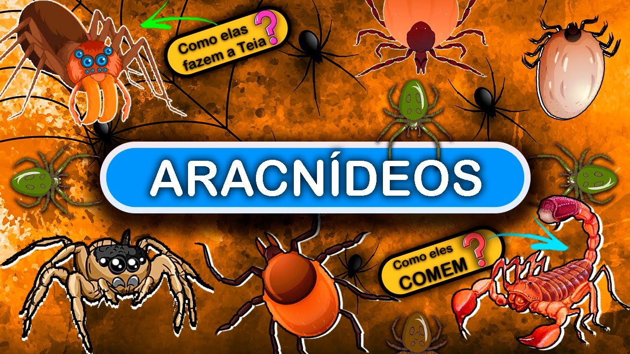 ARACNÍDEOS - CLASSE DAS ARANHAS E OUTROS ANIMAIS