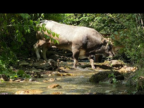 Mandria di vacche razza piemontese  con vitelli che si rinfrescano nel fiume allevatore sconosciuto