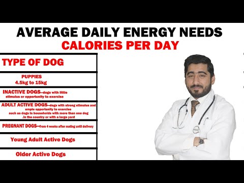 How Many Calories A Dog Should Eat A Day? | In Urdu / All Breeds - Nursing Dog ||  Vet Furqan Younas