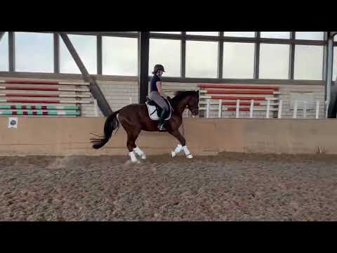 Wallach geb 2021 * in my mind * Franziskus * Dormello